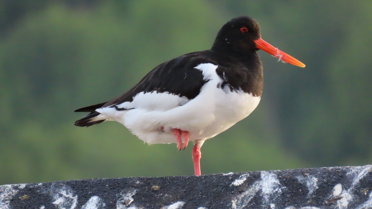 Eurasian Oystercatcher - ML593186891