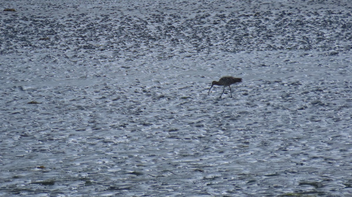 Eurasian Curlew - ML593187101