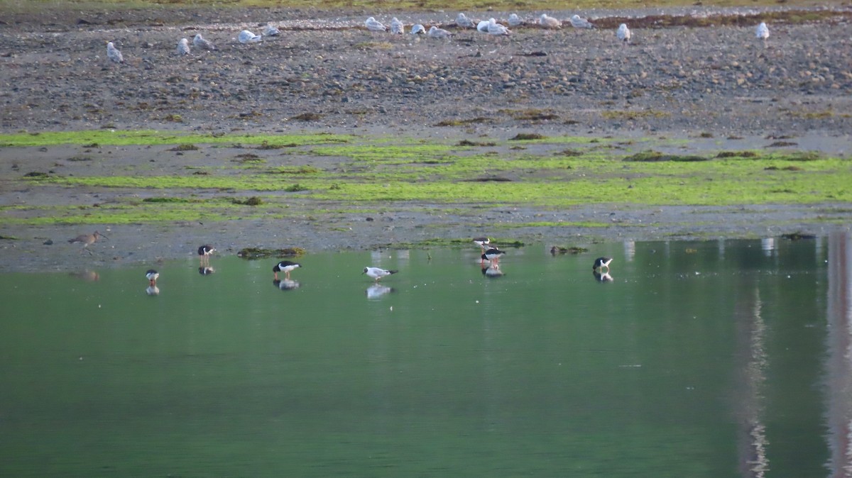 Black-headed/Mediterranean Gull - ML593187381