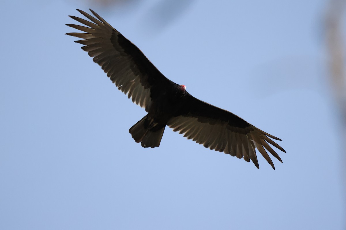 Turkey Vulture - ML593187391
