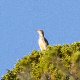 Chihuahuan Meadowlark - ML593187481