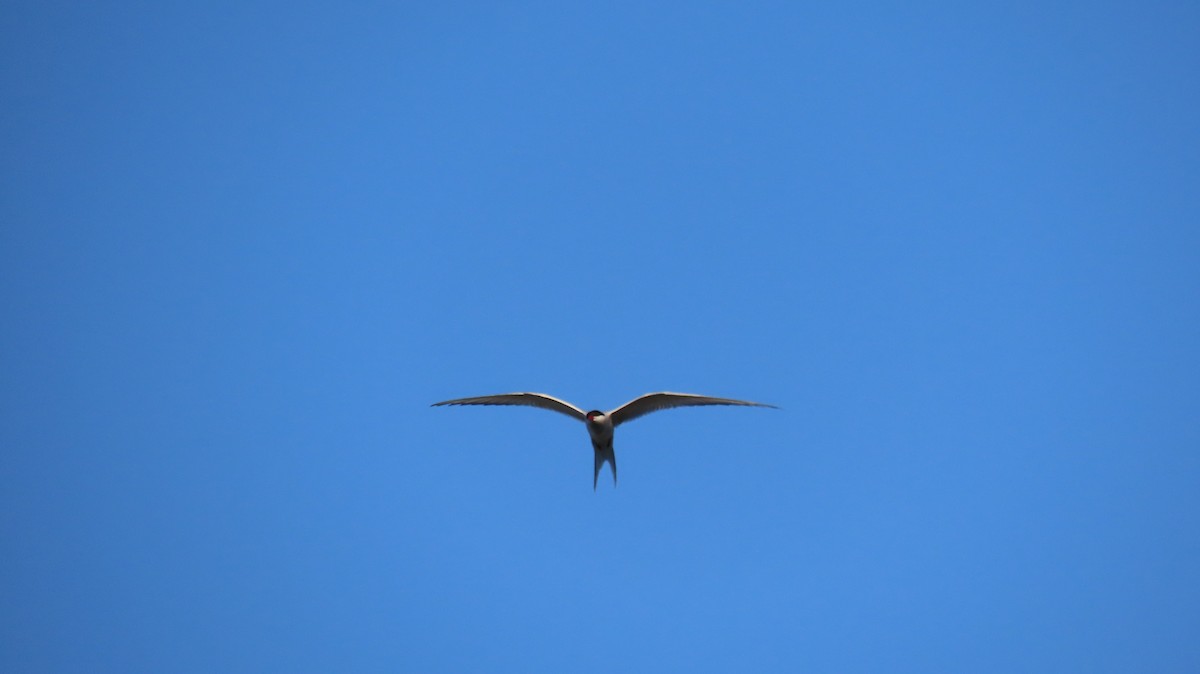 Arctic Tern - ML593187601