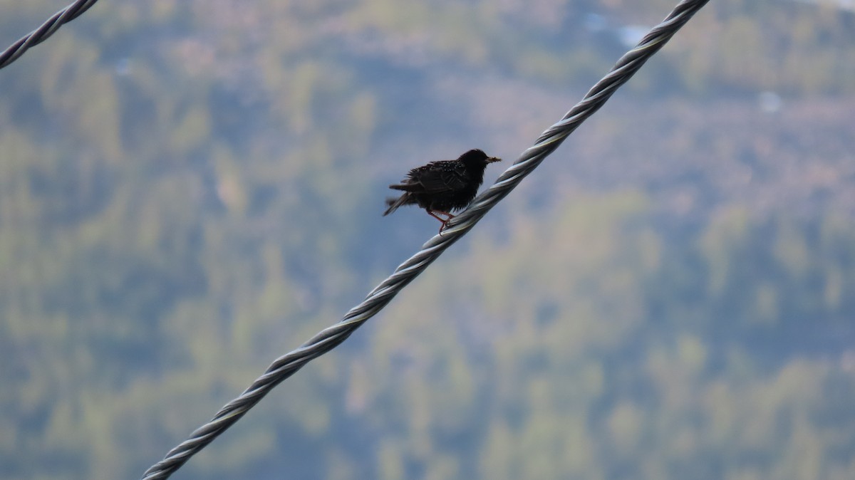 European Starling - ML593187741