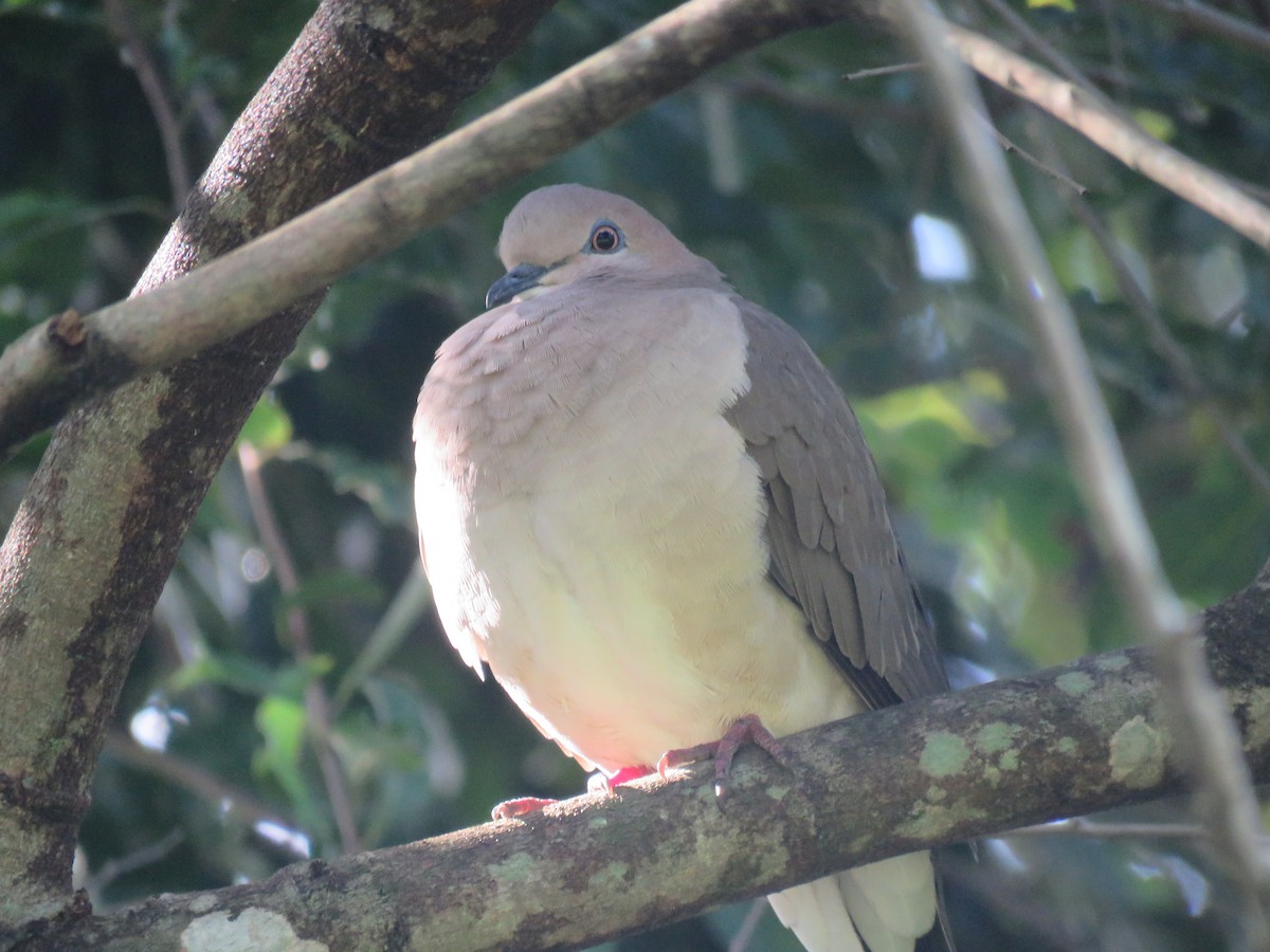 White-tipped Dove - ML593188111