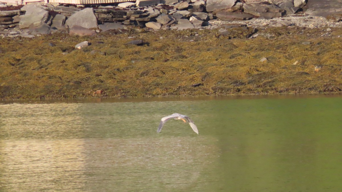 Gray Heron (Gray) - ML593188141