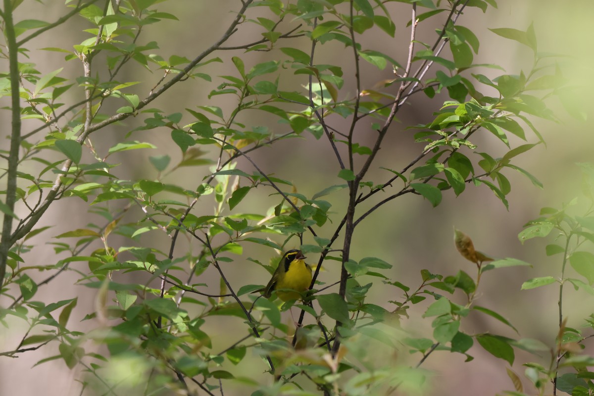 Kentucky Warbler - ML593188691