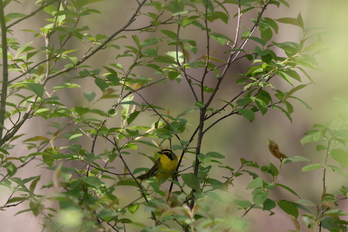 Kentucky Warbler - ML593188741