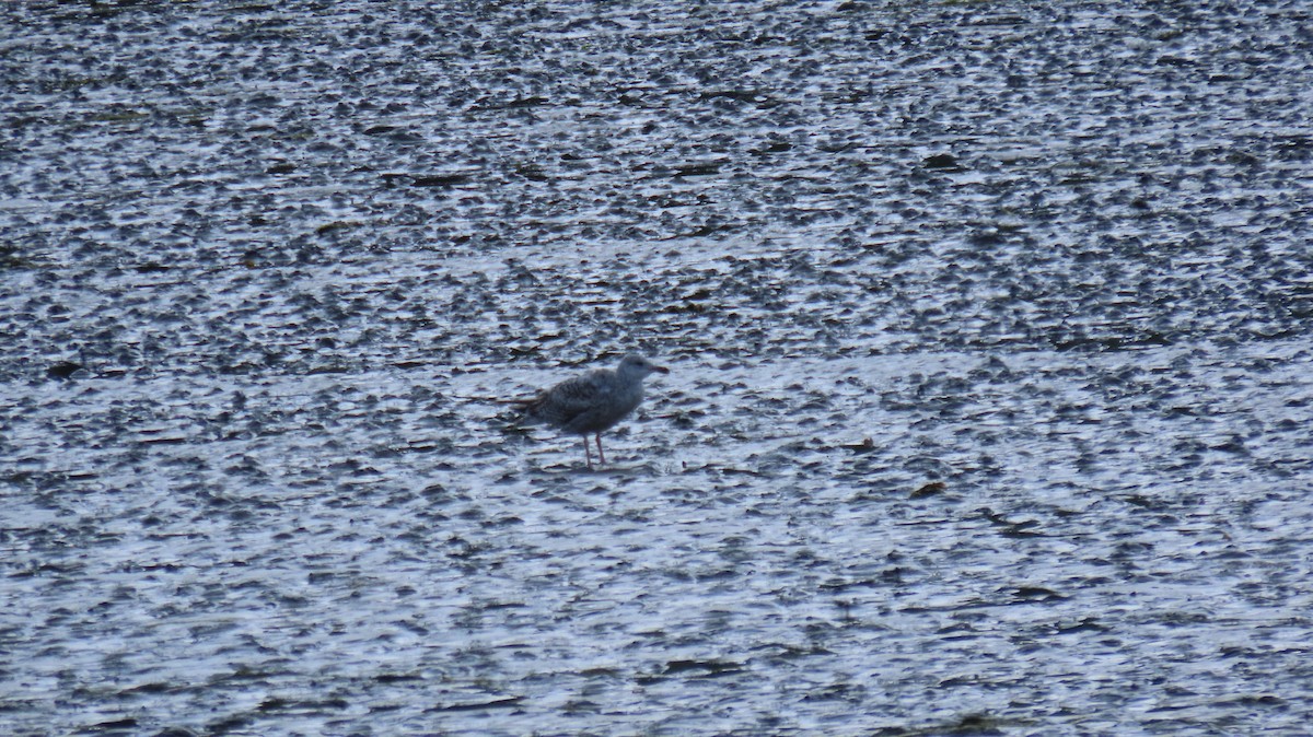 Glaucous Gull - ML593188801