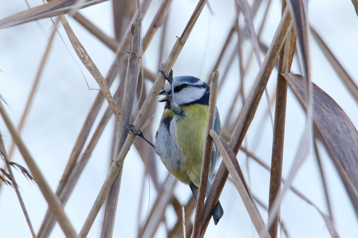 Eurasian Blue Tit - ML593189511