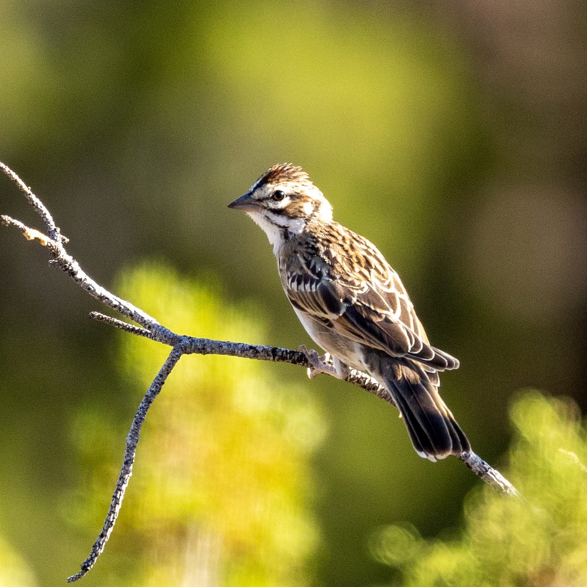 Lark Sparrow - ML593189591