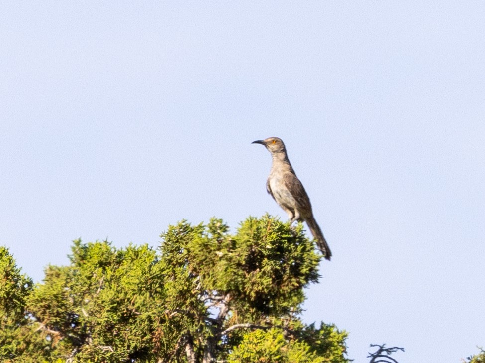 Curve-billed Thrasher - ML593189711