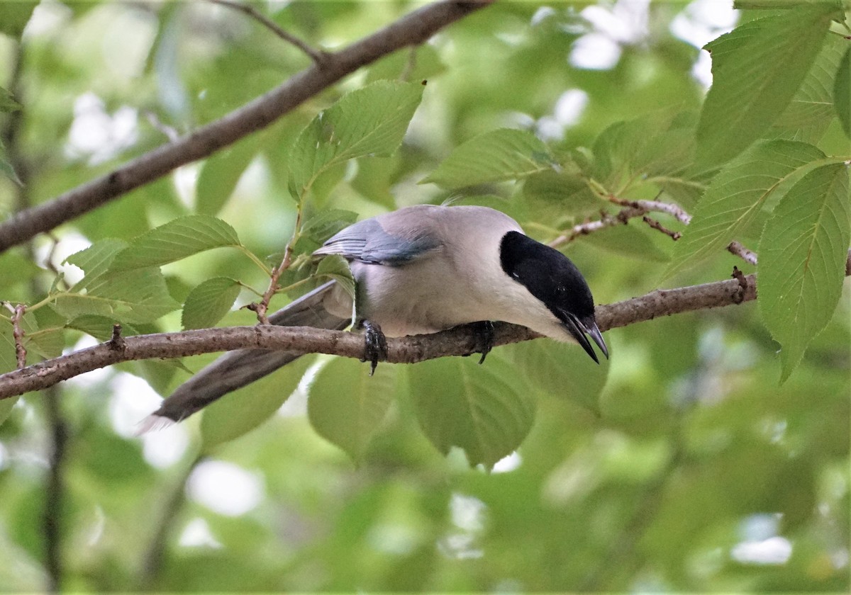 Azure-winged Magpie - Christopher DiPiazza