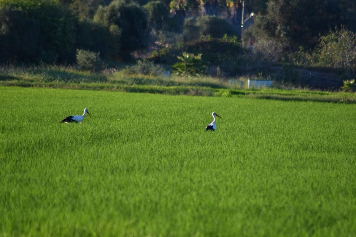 White Stork - Luís Santos