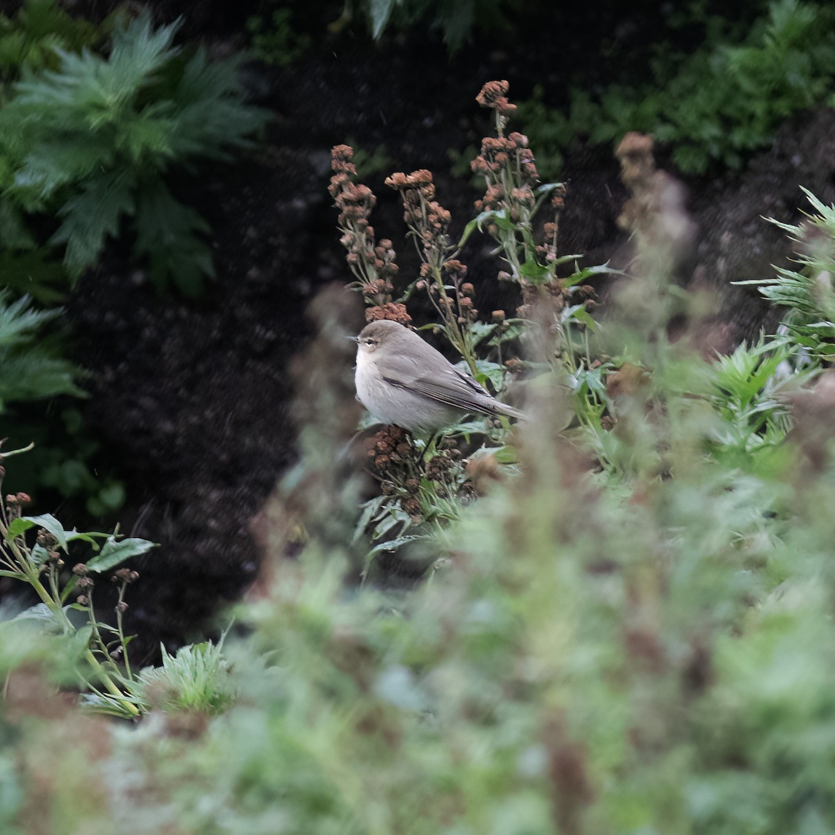 Common Chiffchaff (Siberian) - ML593190181