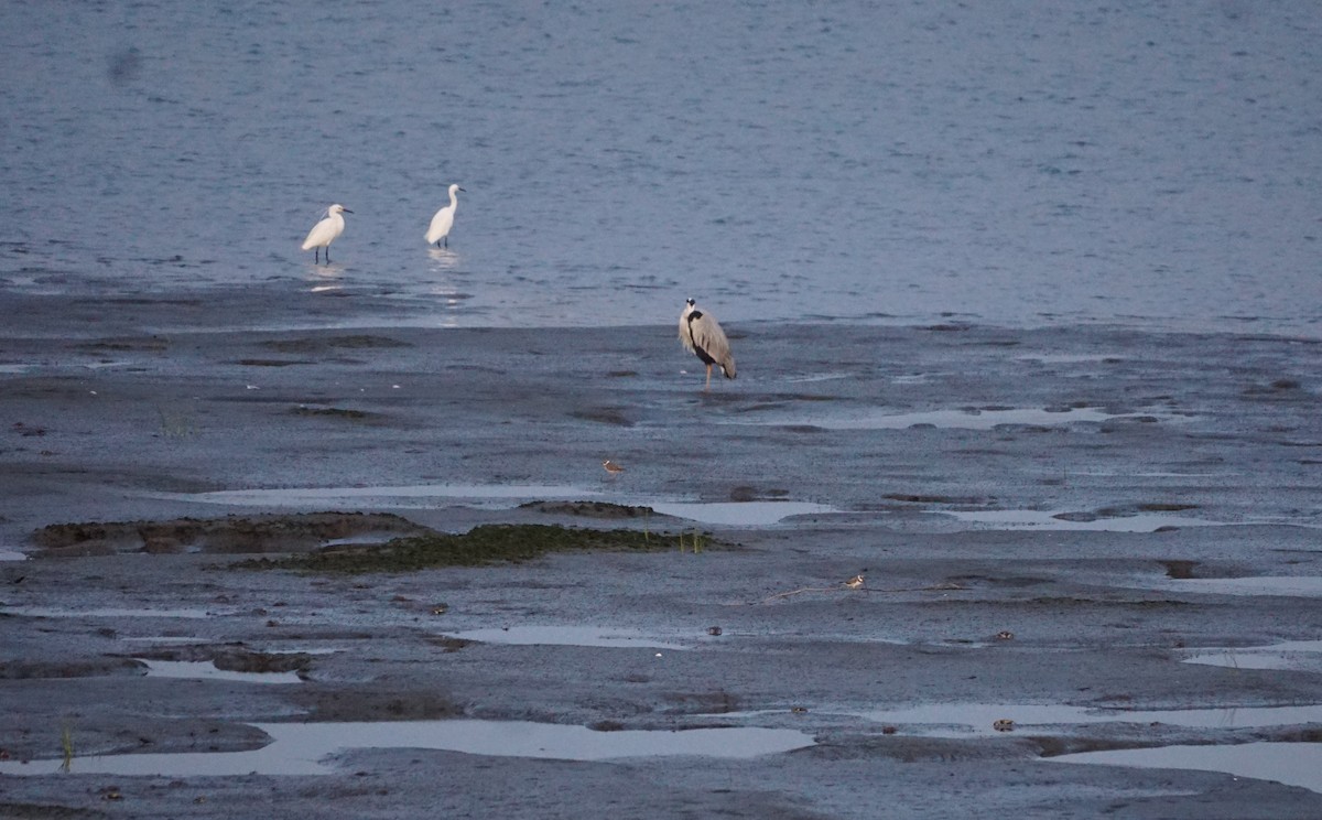 Little Ringed Plover - Christopher DiPiazza