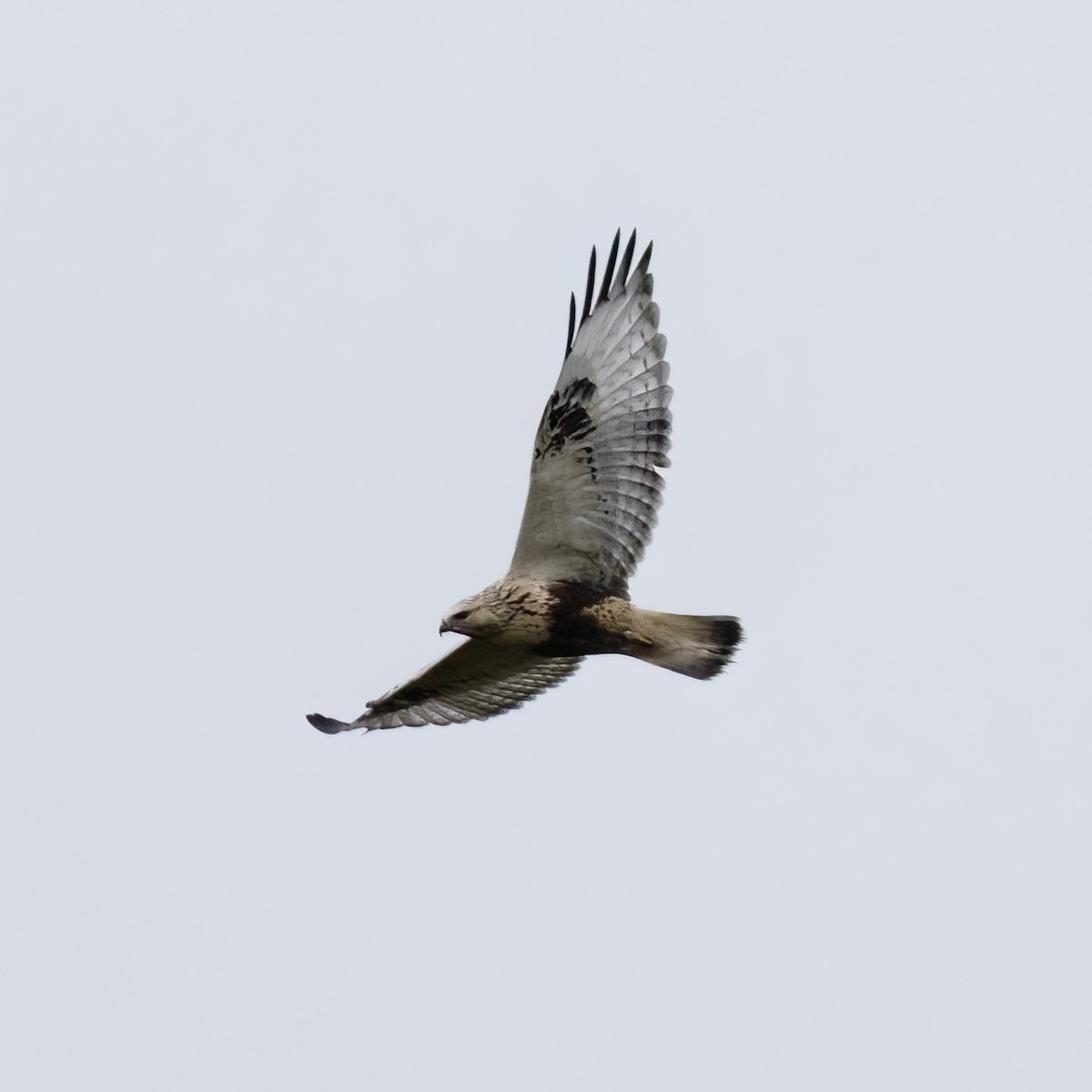 Rough-legged Hawk - ML593190701