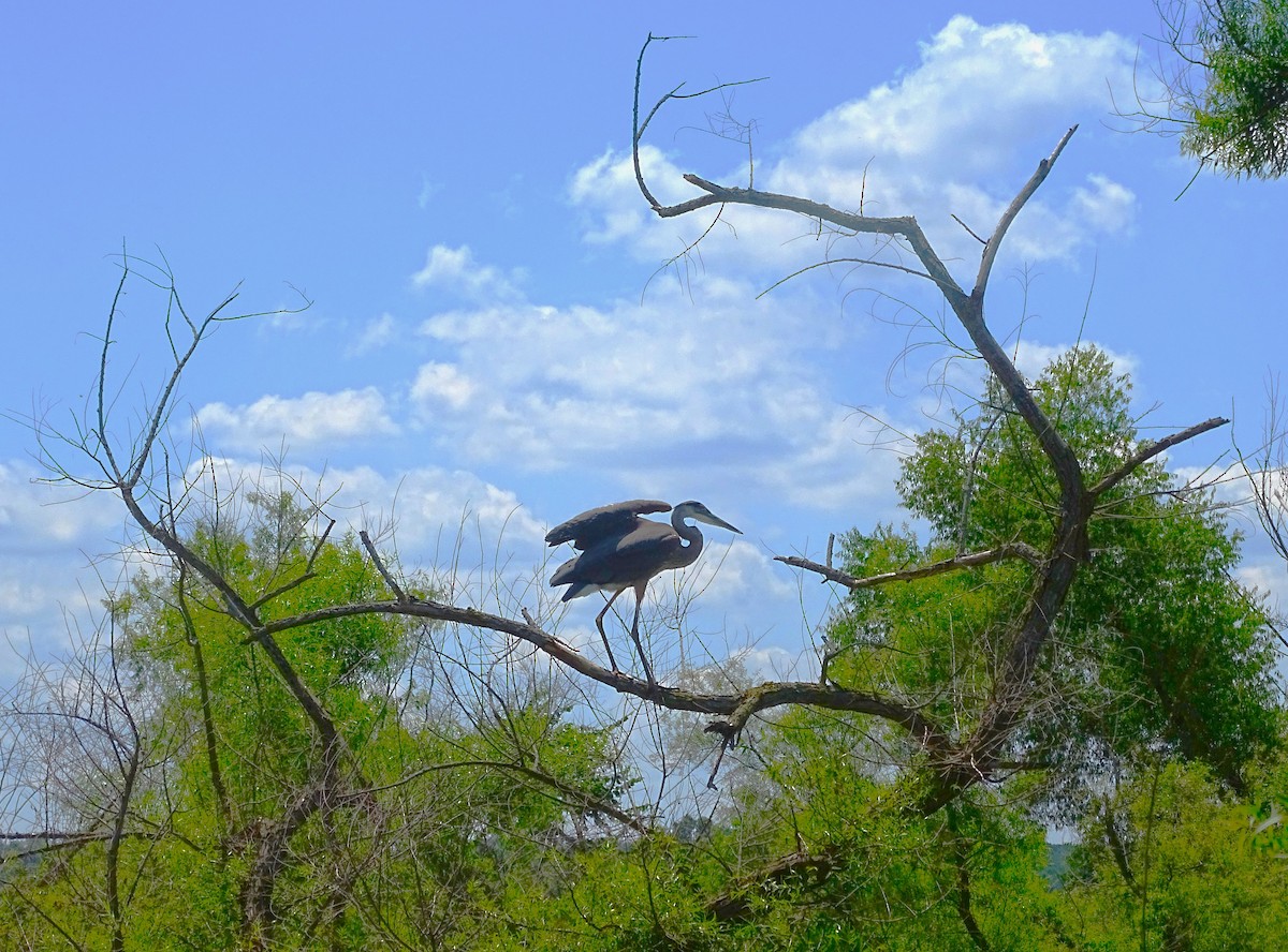 Great Blue Heron - ML593190721