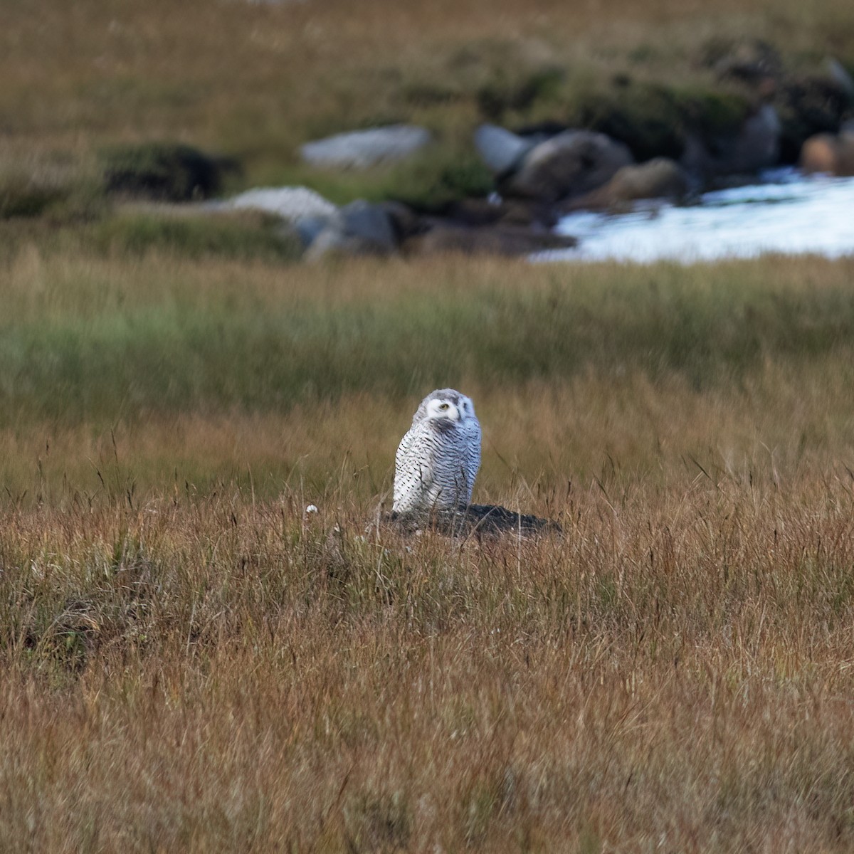 Snowy Owl - ML593190911