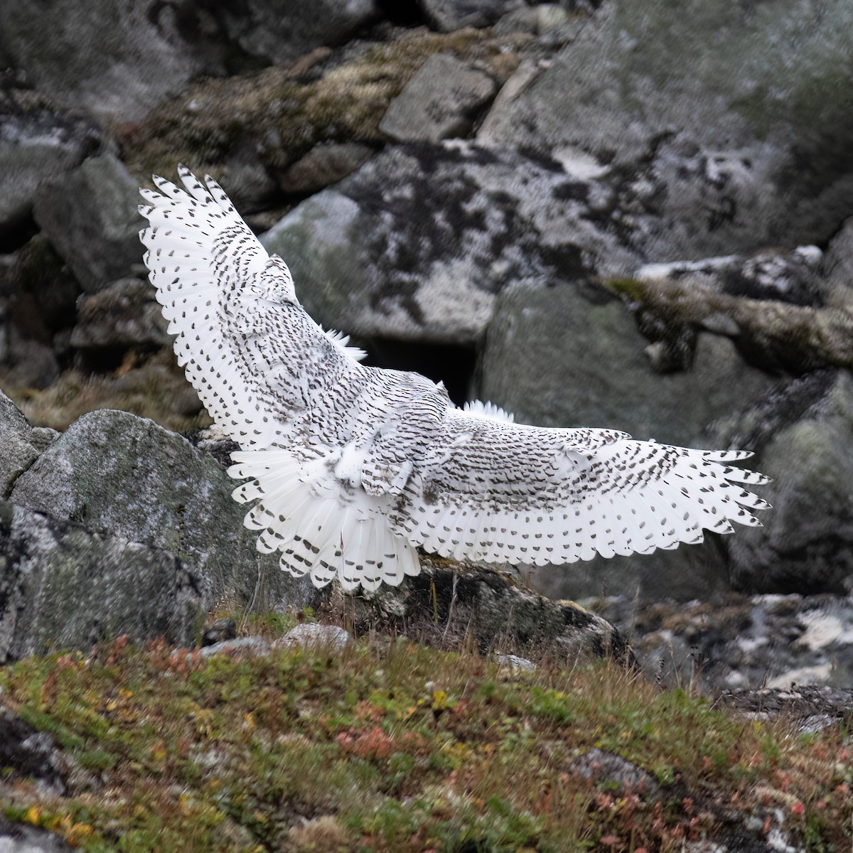 Snowy Owl - ML593190931