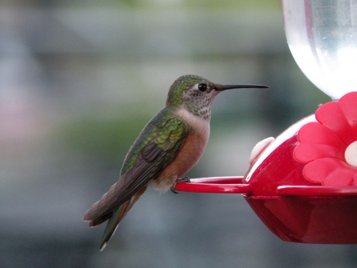 Broad-tailed Hummingbird - Sergey Buben