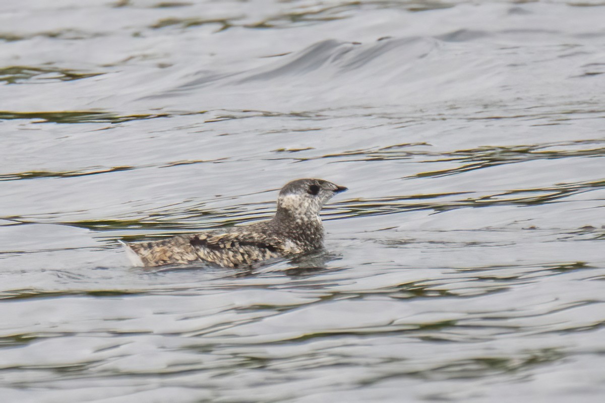 Kittlitz's Murrelet - ML593193011