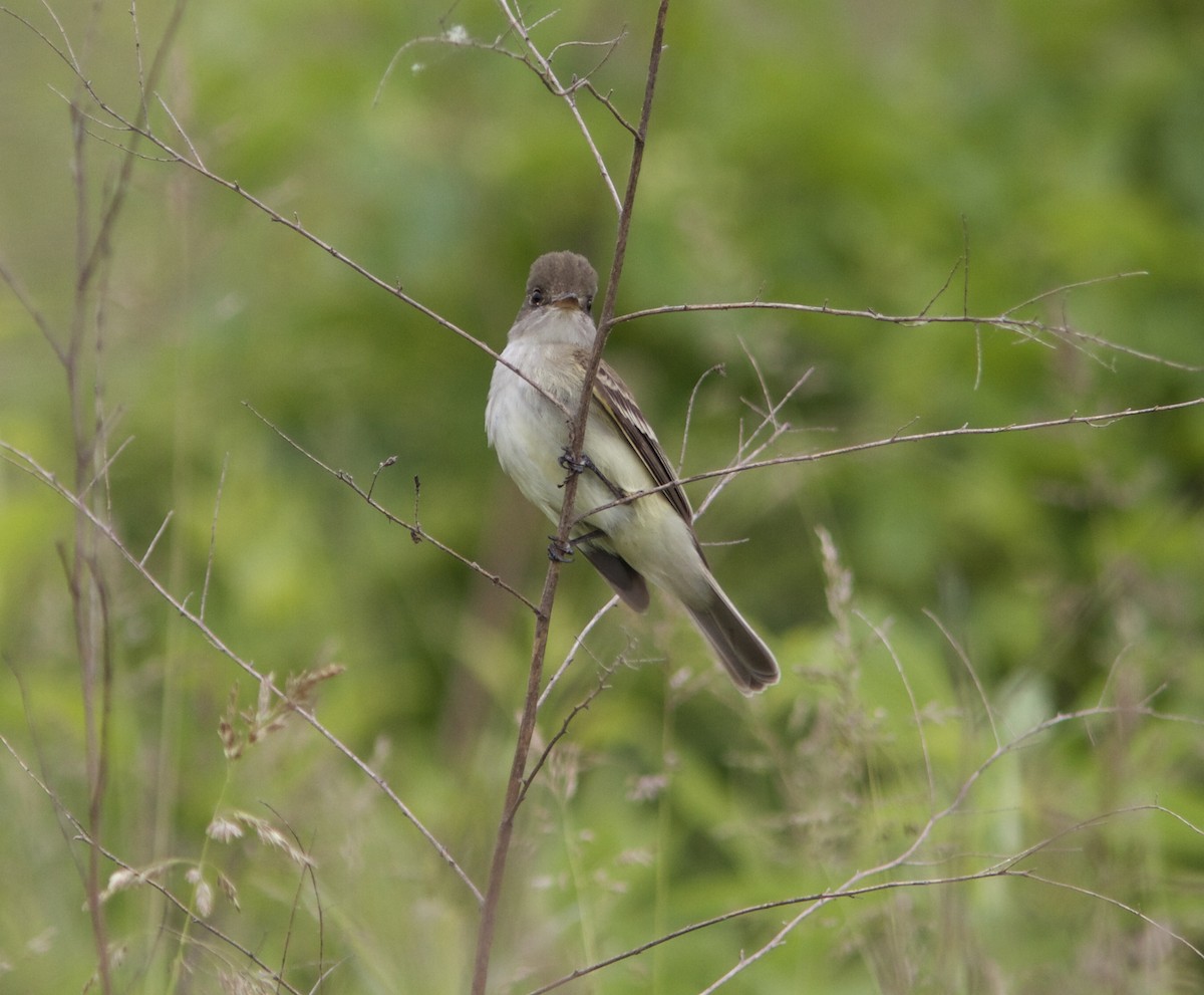 Willow Flycatcher - ML59319391