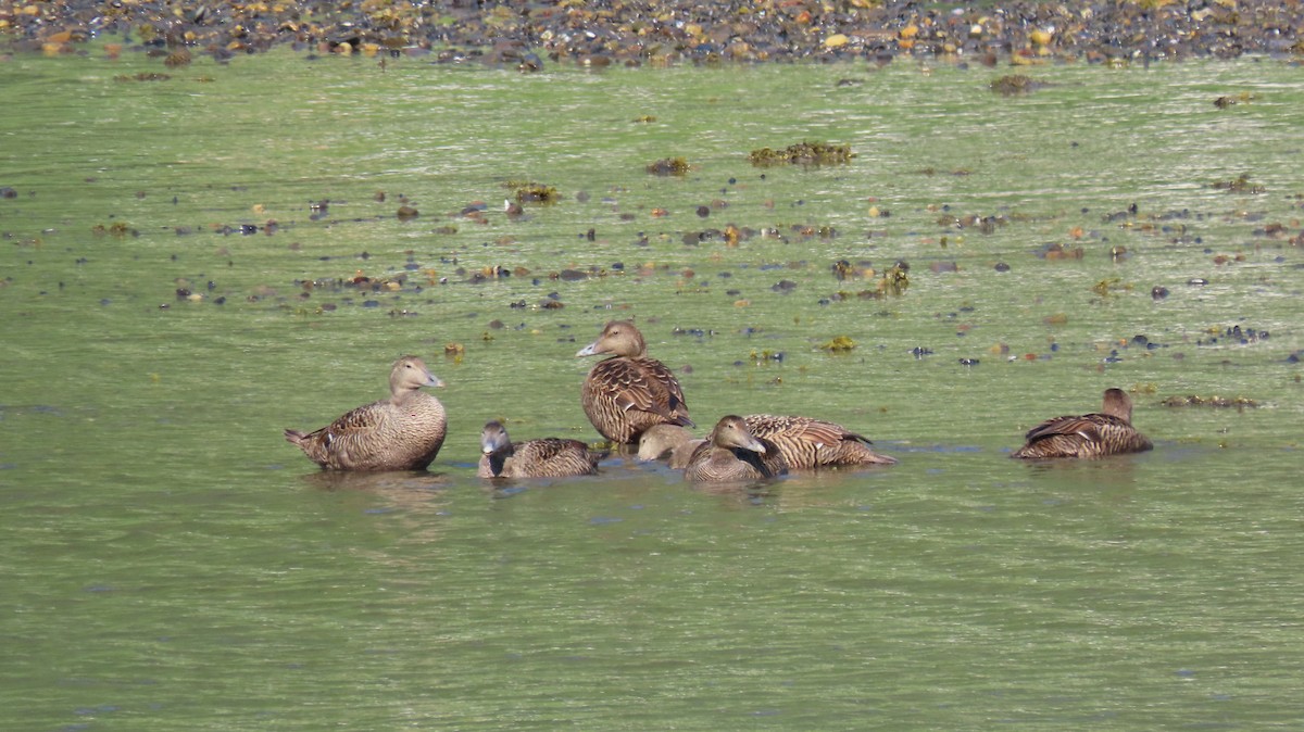 Common Eider - ML593193971