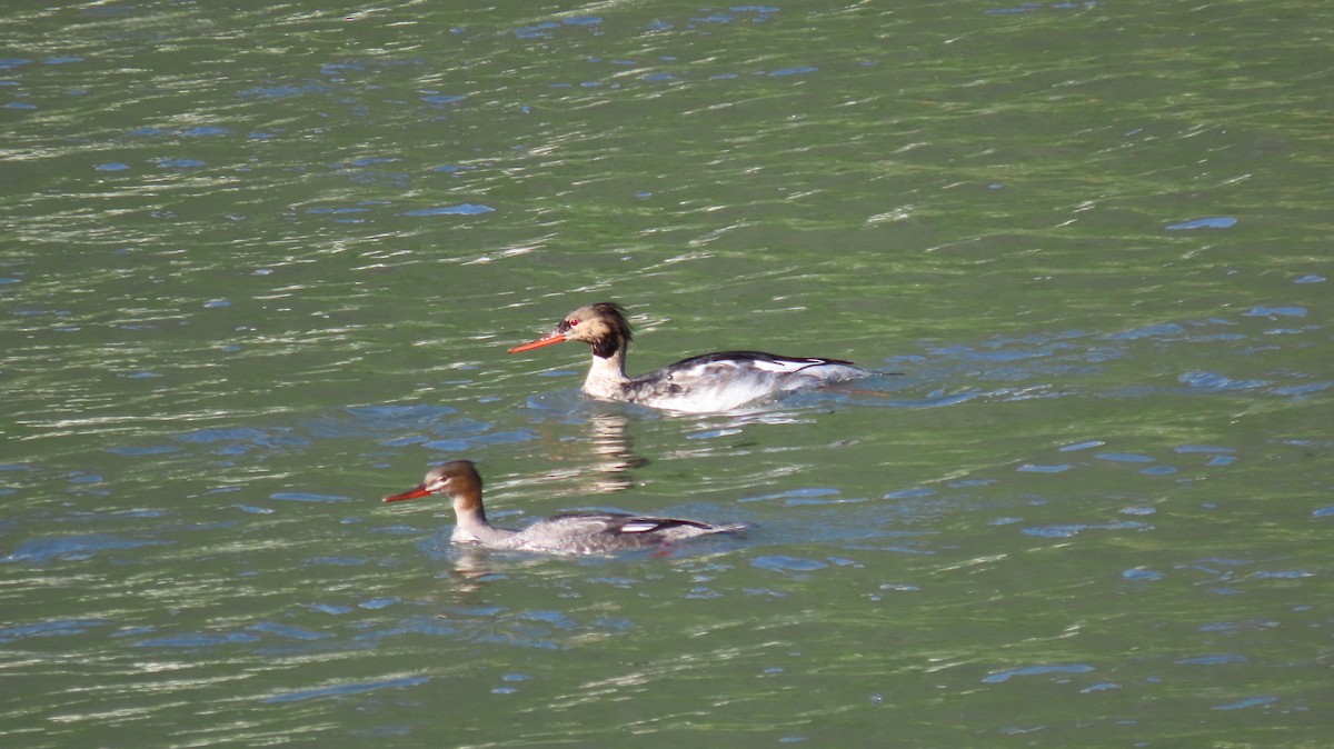 Red-breasted Merganser - ML593194411