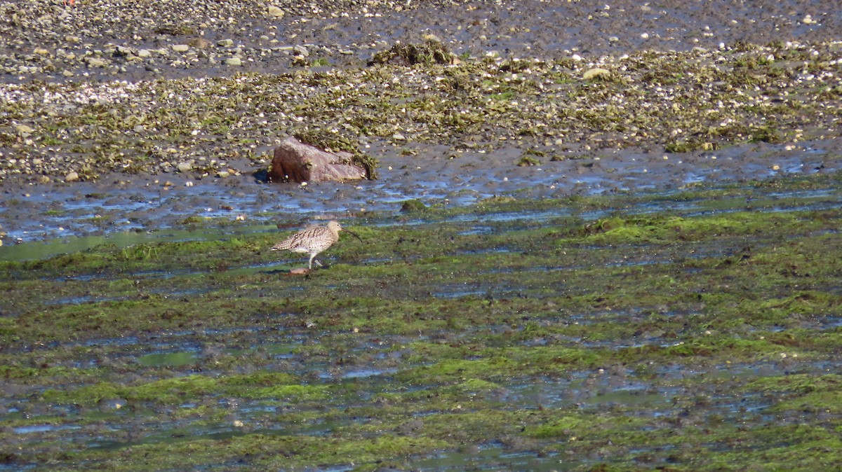 Eurasian Curlew - ML593194491