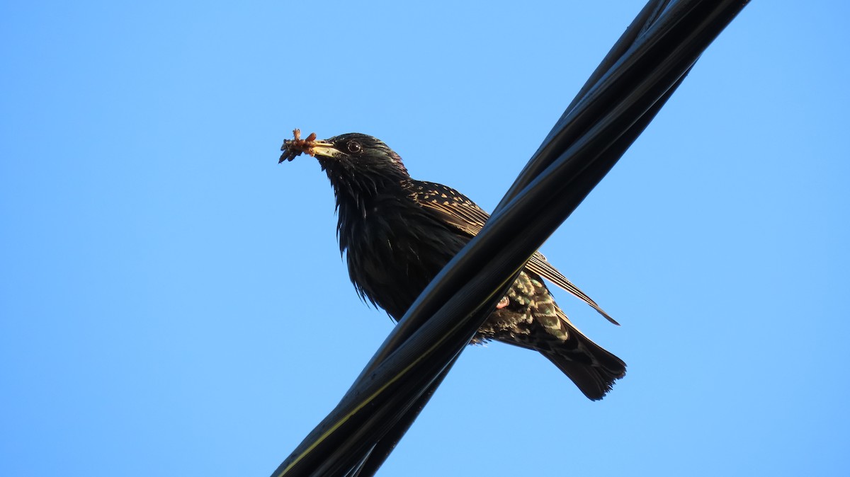 European Starling - ML593194641