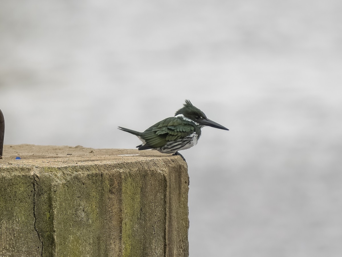 Amazon Kingfisher - Steven Hunter