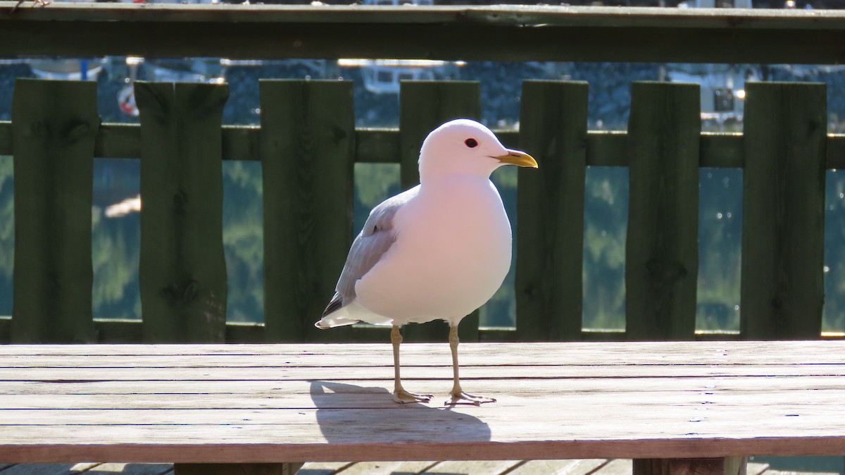 Common Gull - ML593194761