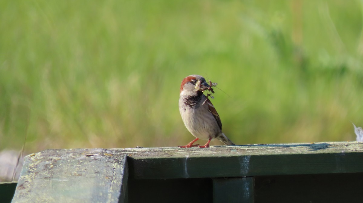 House Sparrow - ML593195021
