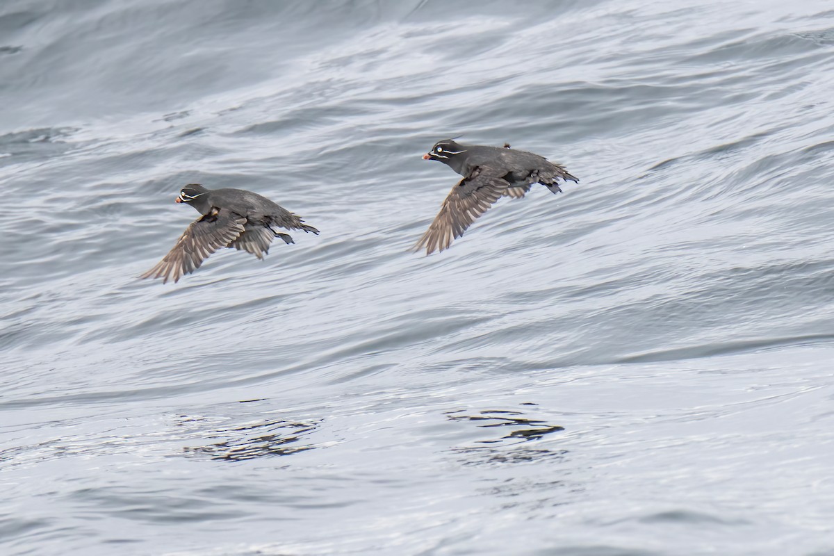 Whiskered Auklet - ML593195061