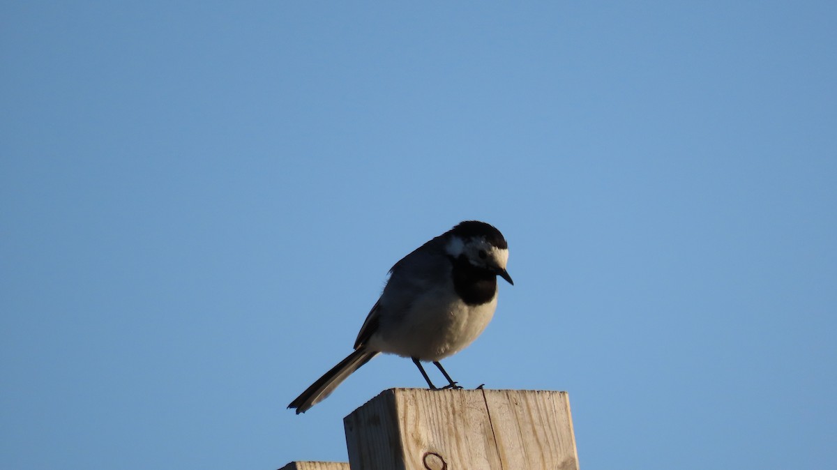 White Wagtail - ML593195131