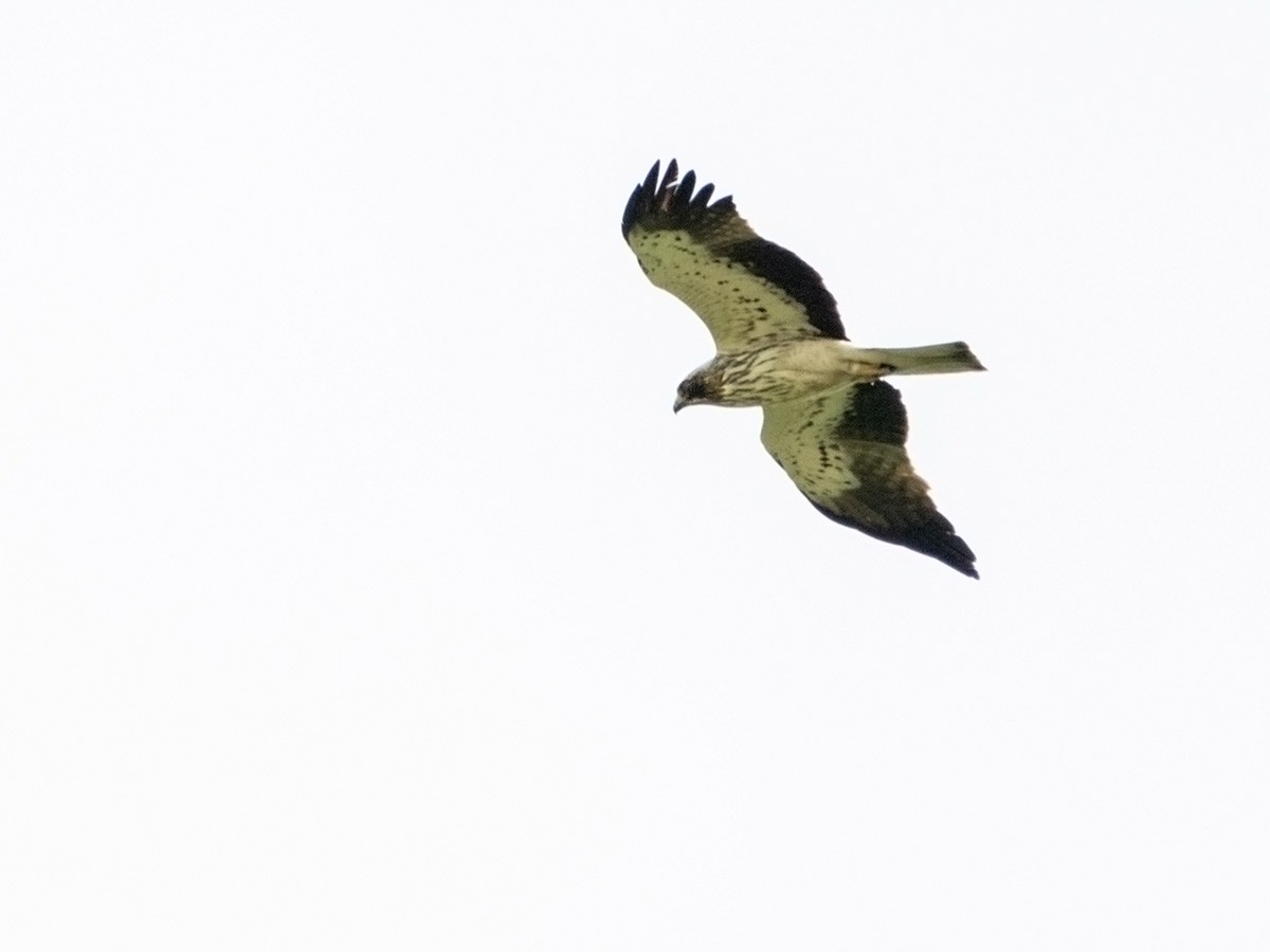 Booted Eagle - Saki Tsilianidis