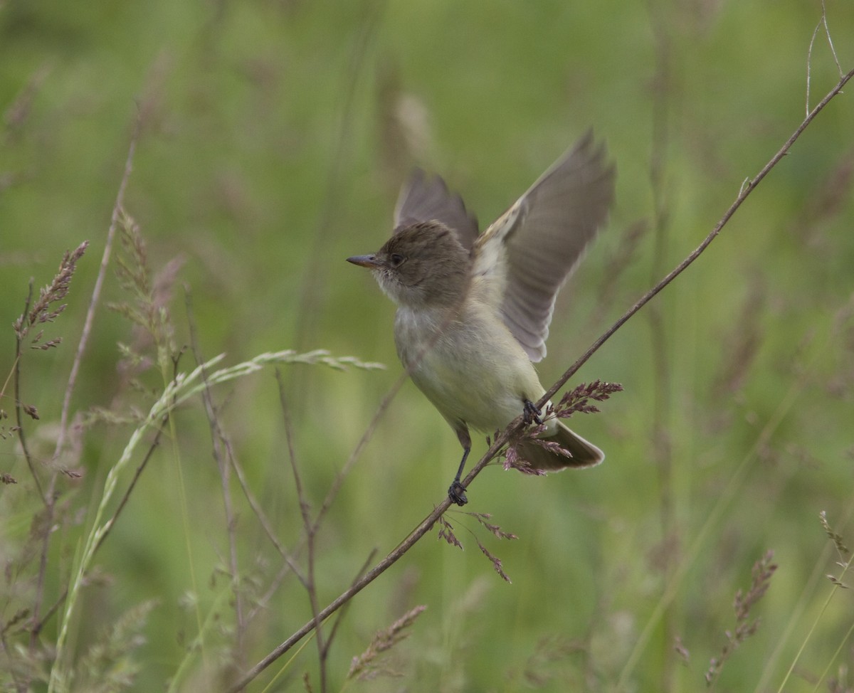 Willow Flycatcher - ML59319521