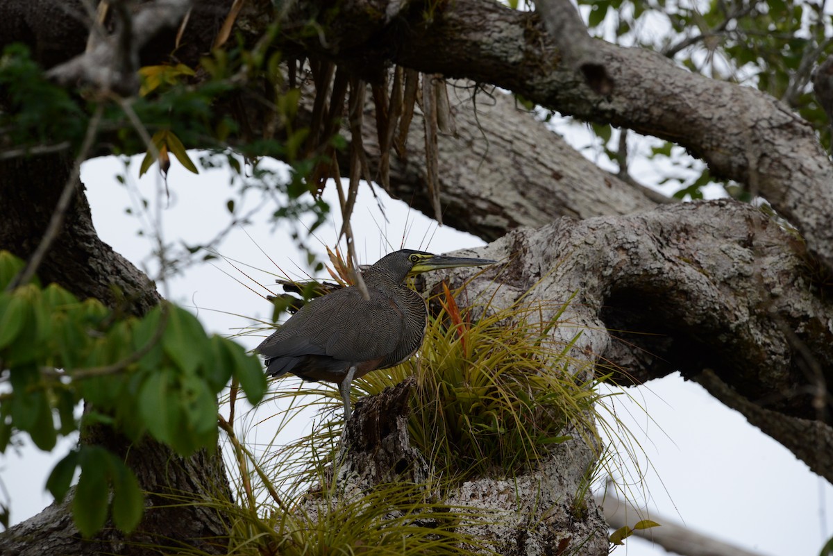 Bare-throated Tiger-Heron - ML593195231