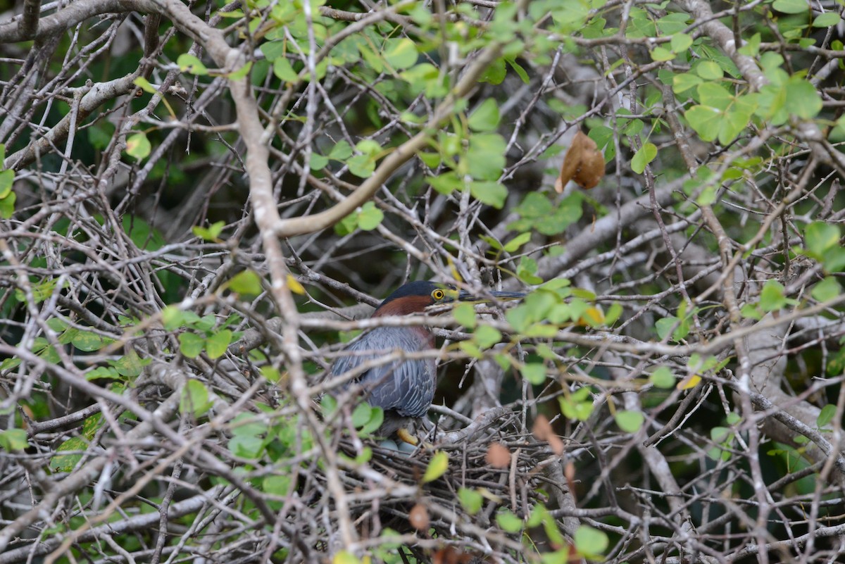 Green Heron - ML593195311