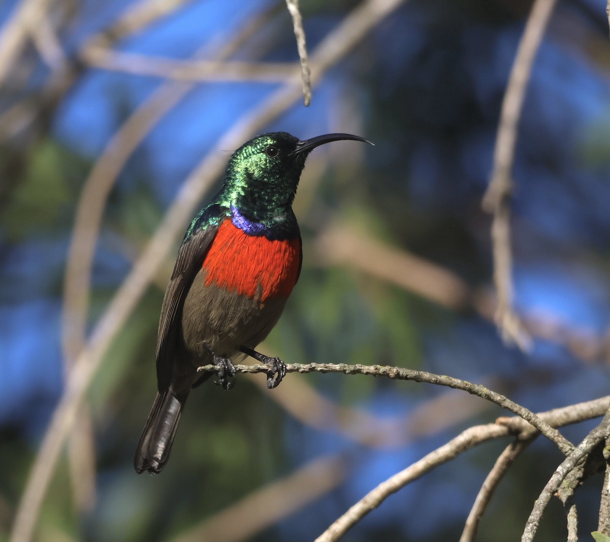Greater Double-collared Sunbird - ML593195711
