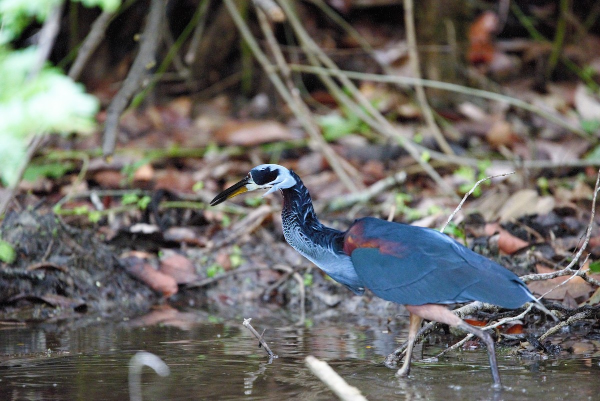 Agami Heron - ML593195801