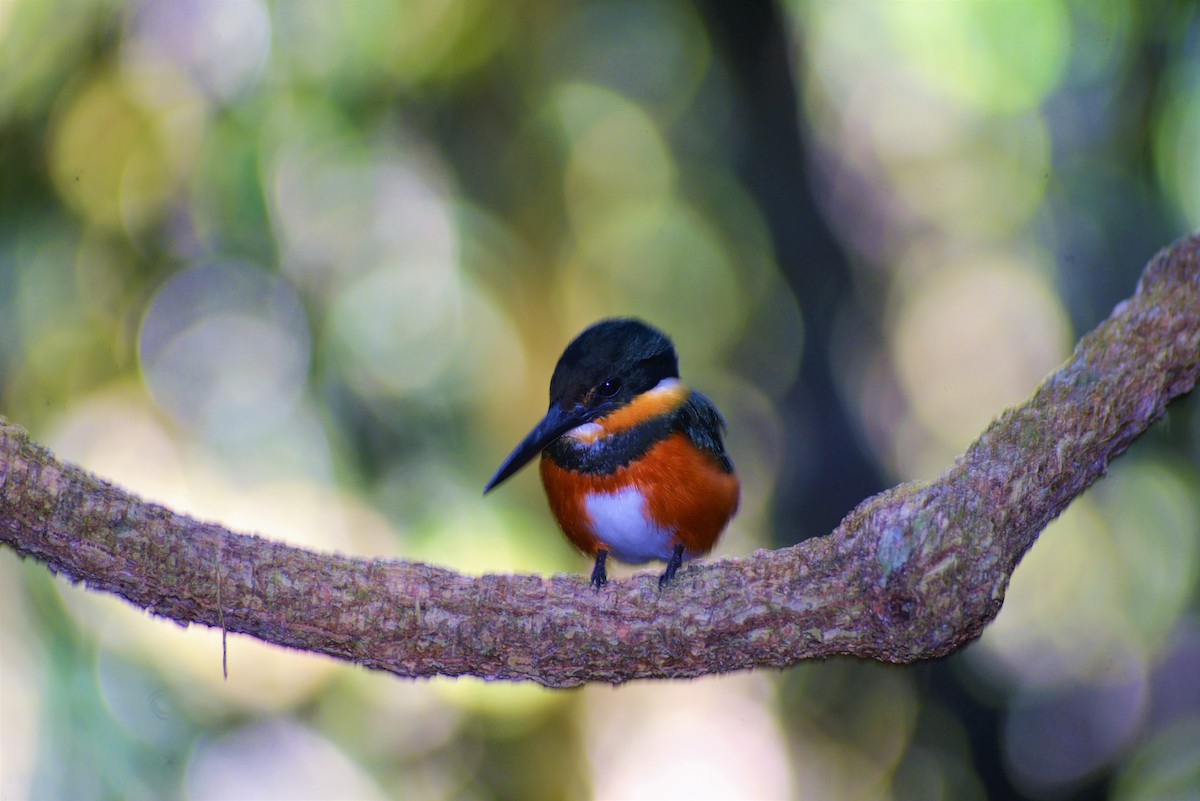 American Pygmy Kingfisher - ML593196221