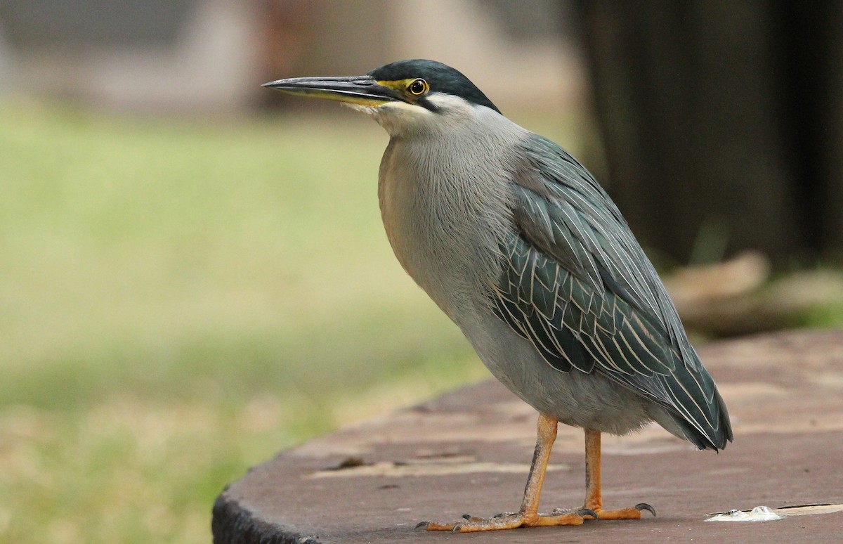 Striated Heron - ML593197441