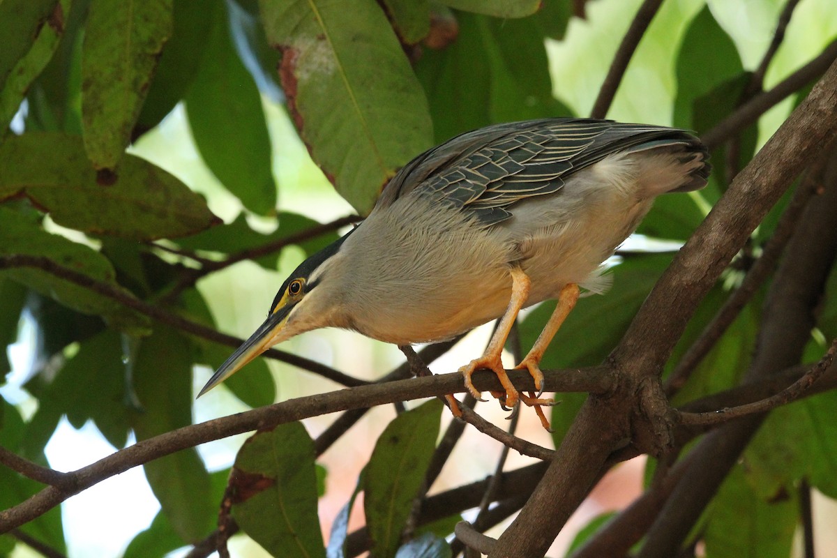 Striated Heron - ML593197451