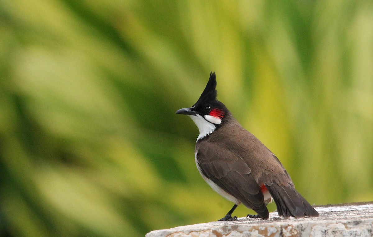 Red-whiskered Bulbul - Stéphan Hinguant