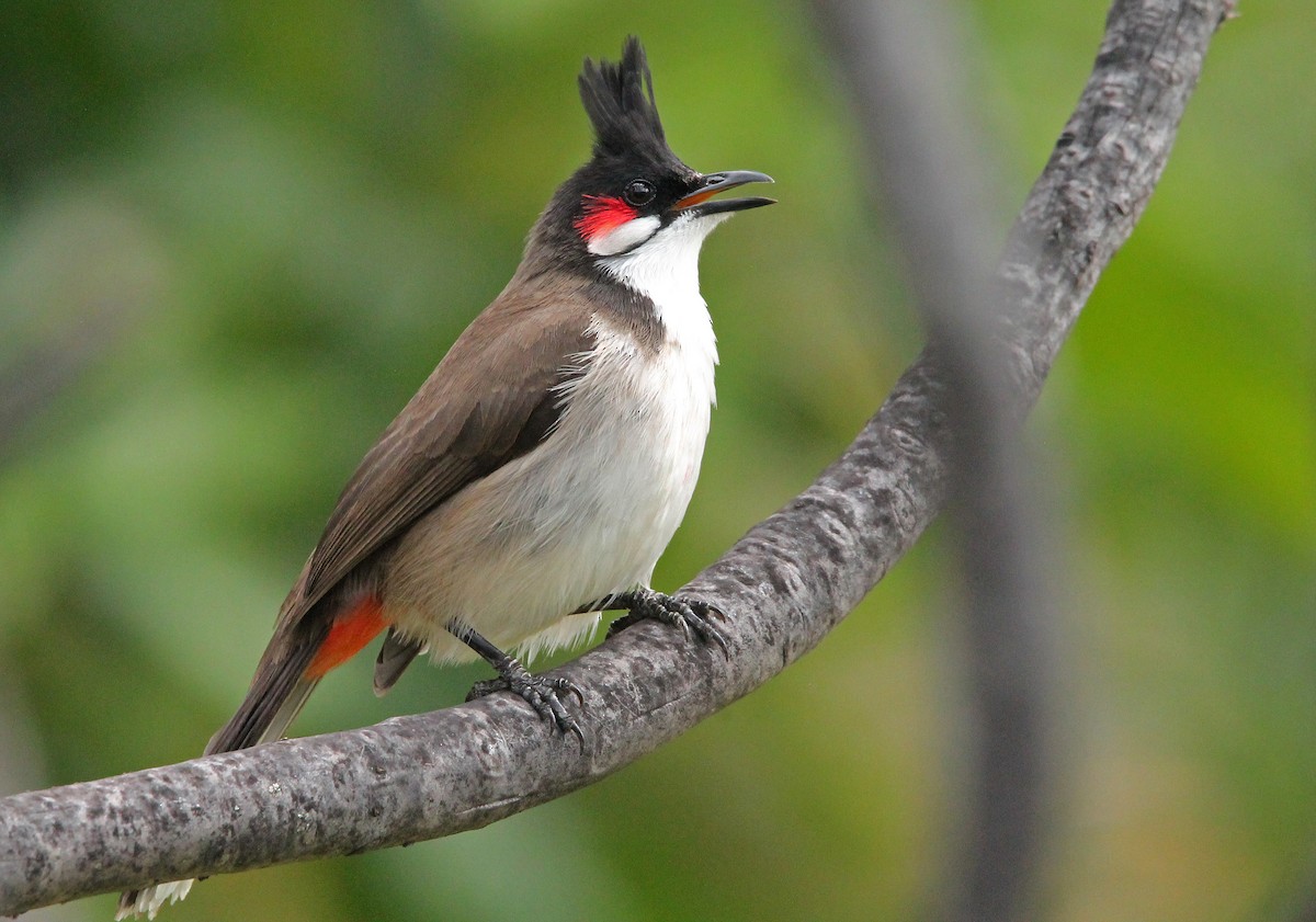 Red-whiskered Bulbul - ML593197641