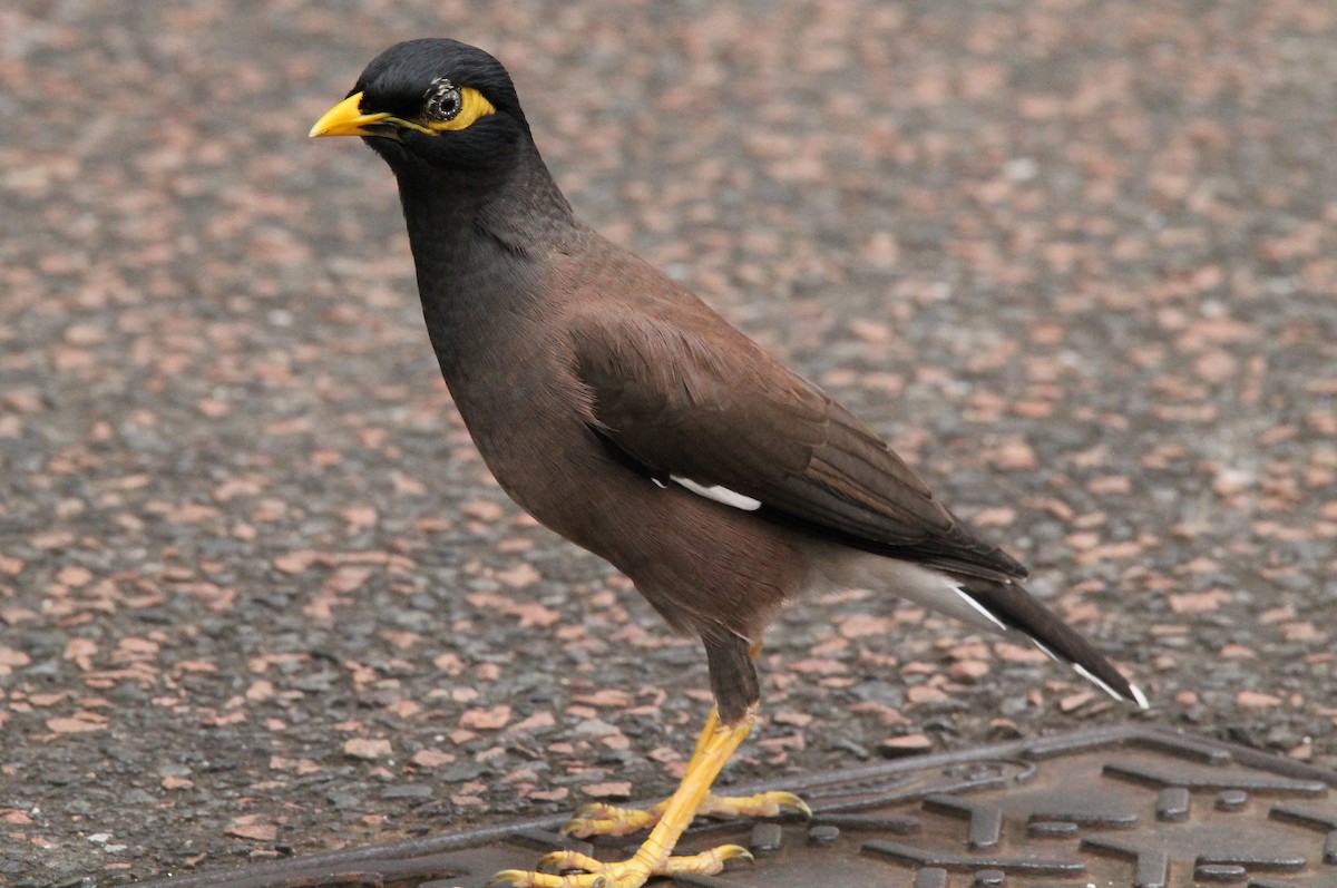 Common Myna - ML593197991