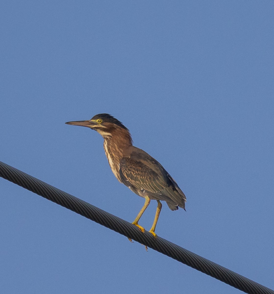 Green Heron - ML593198041