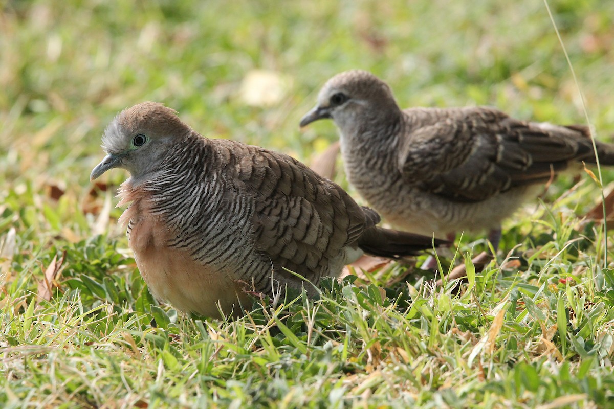斑馬鳩 - ML593198101