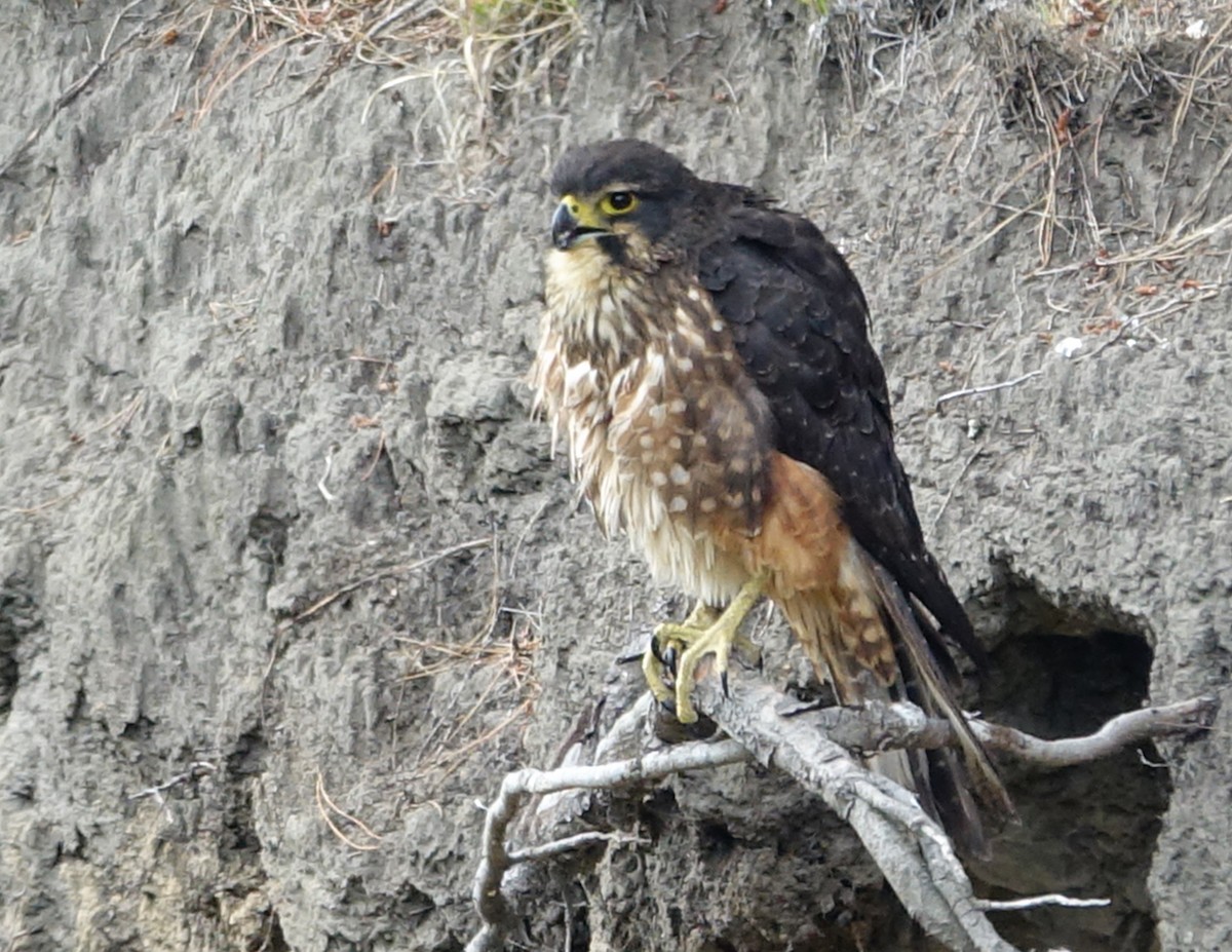 New Zealand Falcon - ML593199081